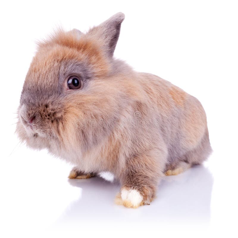 Adorable little brown bunny looking at the camera stock photo Adorable little brown bunny looking at the camera stock photo