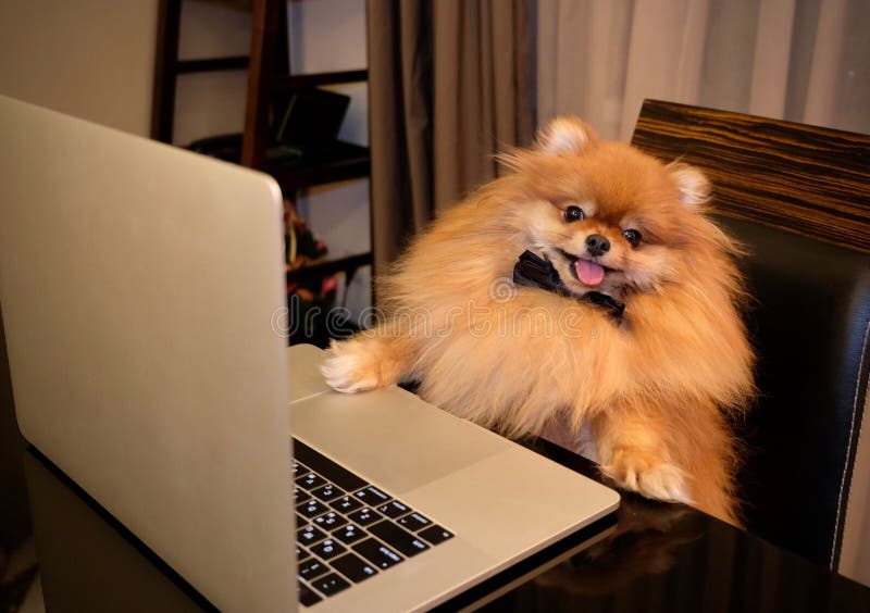 Funny dog using laptop at table stock photo Funny dog using laptop at table stock photo