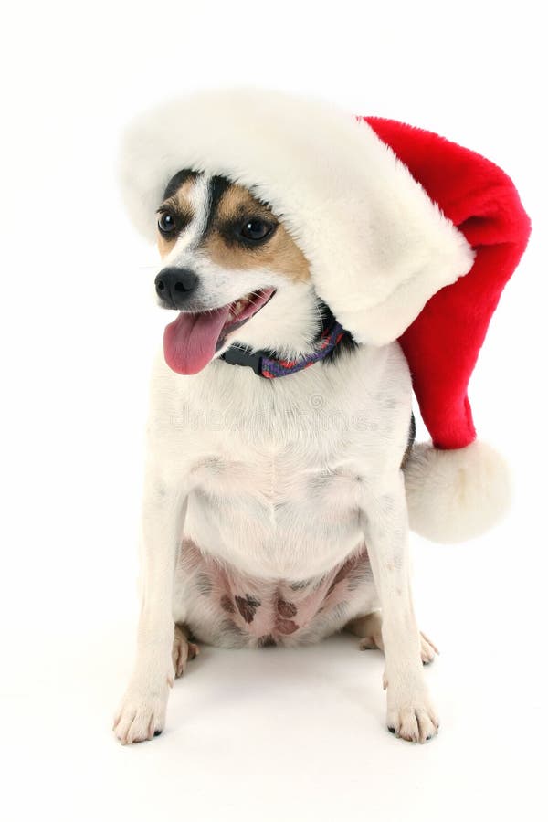 Adorable Little Dog In Santa Hat