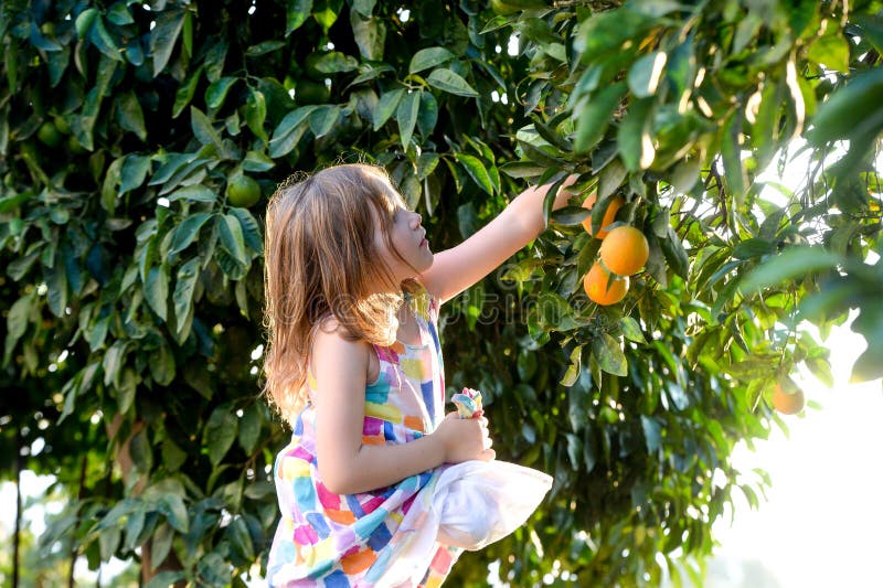 Adorable Little Girl Picking Fresh Ripe Oranges in Sunny Orange Tree ...