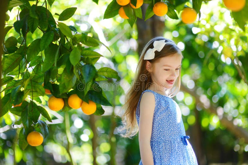 Adorable Little Girl Picking Fresh Ripe Oranges Stock Image - Image of ...