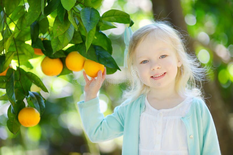 Adorable little girl picking fresh ripe oranges