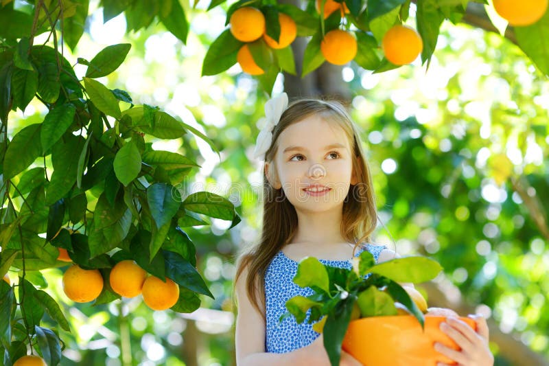 Adorable Little Girl Picking Fresh Ripe Oranges in Sunny Orange Tree ...