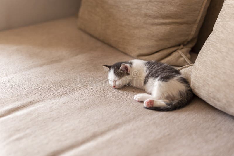 kitten on couch