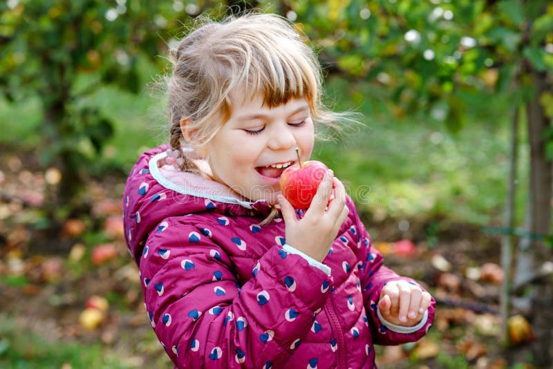 Adorable Little Preschool Kid Girl Eating Red Apple on Organic Farm ...