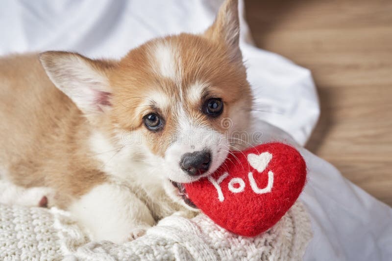 191 Corgi Puppy Valentine Stock Photos - Free & Royalty-Free Stock Photos  from Dreamstime