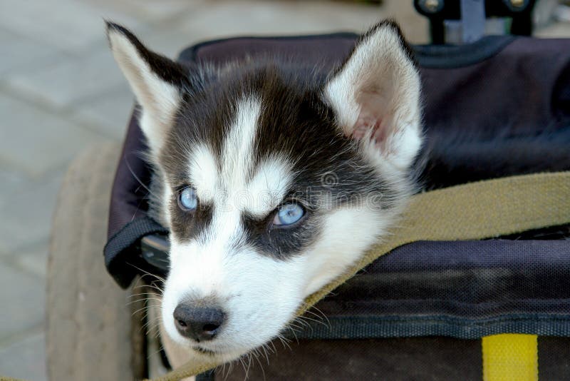 husky tricycle