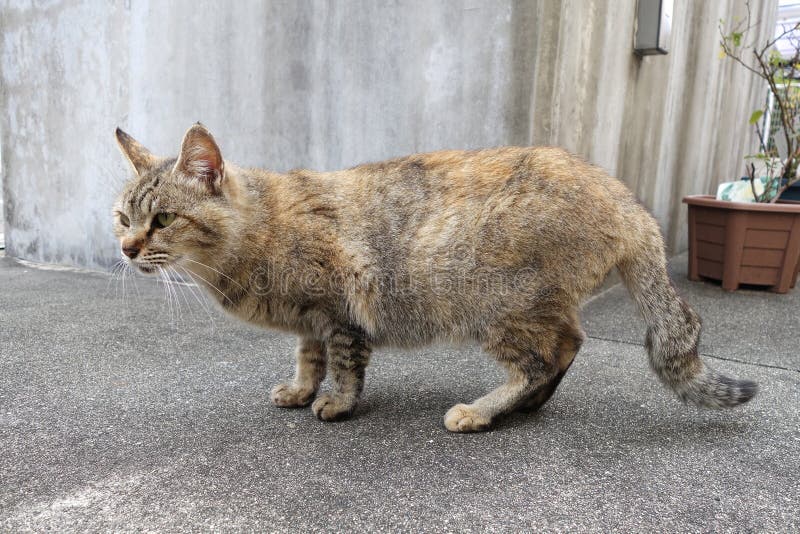 Adorable local cat stock photo. Image of female, cute 83807592