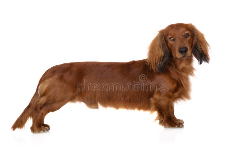 Standard Long Haired Dachshund Stock Photos Download 194 Royalty