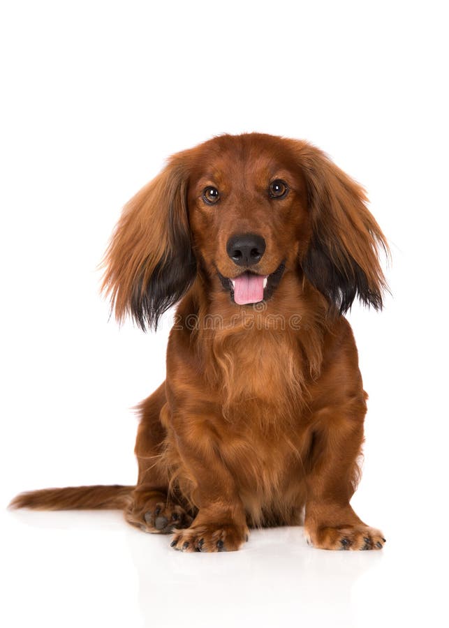 Dachshund Standard Long Haired Red Dog Stock Photos - Download 129