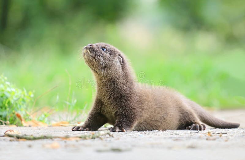 Adorable Bébé Loutre Eurasien En été Image stock - Image du sauvage,  adorable: 273450451