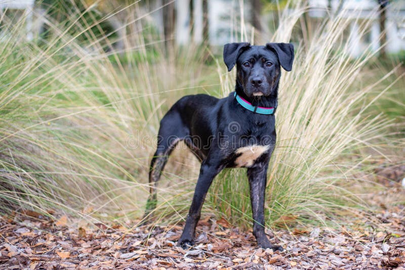 Black Labrador Doberman Mixed Breed Dog Stock Photos Free & Royalty