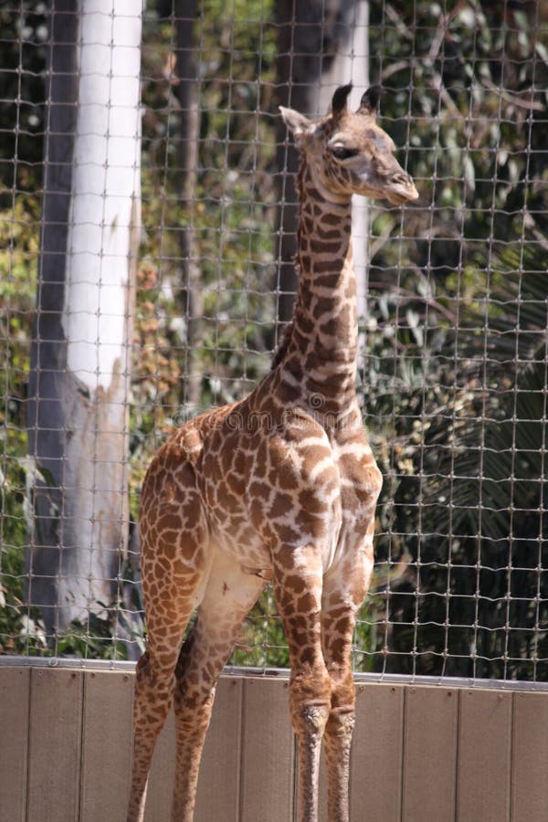 Adorable New Heights: Baby Giraffe at San Diego Zoo Stock Image - Image