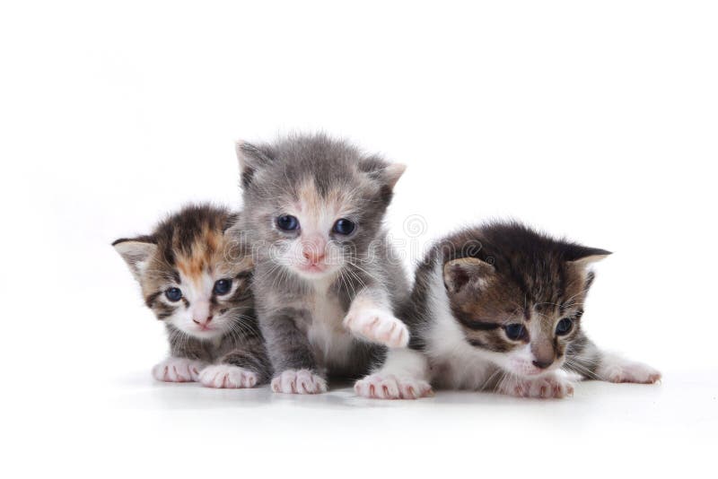 Adorable Newborn Kittens on a White Background