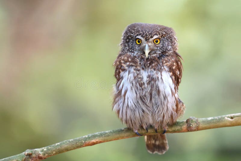 Adorable Bébé Loutre Eurasien En été Image stock - Image du sauvage,  adorable: 273450451