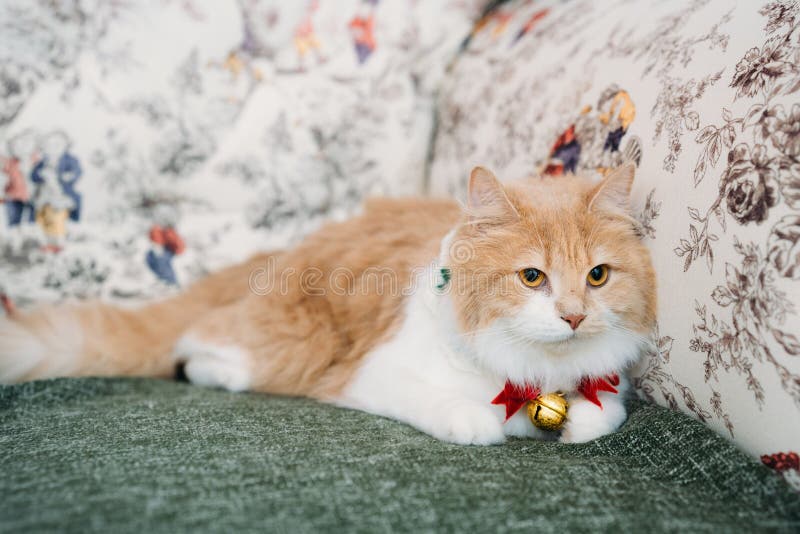 An adorable orange and white domestic cat lounging leisurely on a beige couch with a festive Christmas bell collar around its neck. An adorable orange and white domestic cat lounging leisurely on a beige couch with a festive Christmas bell collar around its neck