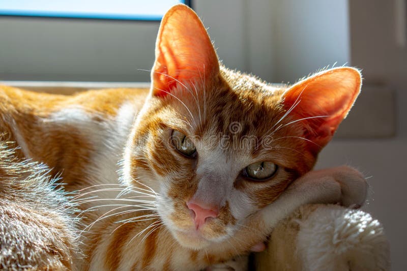 Adorable Orange and White Tabby Cat Lies Contentedly in the Sun Stock