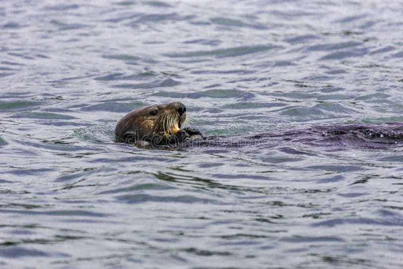 Adorable Pacific Sea Otter Swimming, Diving, Eating Clams and Mollusks ...