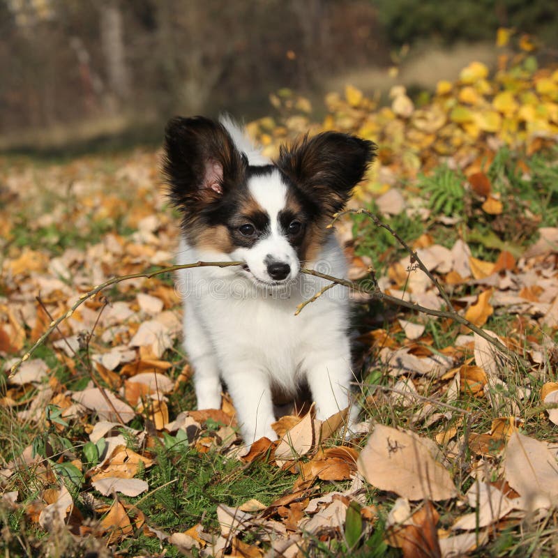 Rozkošný šteňa držať v jeseni.