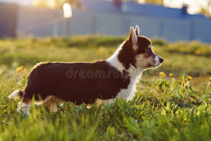 Loveable Pembroke Welsh Corgi puppy walking on summer shiny day. Black and white colored baby doggy standing on green grass full of yellow dandelions and watching interesting things ahead. Loveable Pembroke Welsh Corgi puppy walking on summer shiny day. Black and white colored baby doggy standing on green grass full of yellow dandelions and watching interesting things ahead.