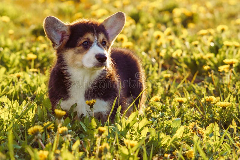 Loveable Pembroke Welsh Corgi dog with black and white fur travelling outdoor on green lawn. Puppy with big and sad eyes standing around yellow dandelions on bright day. Loveable Pembroke Welsh Corgi dog with black and white fur travelling outdoor on green lawn. Puppy with big and sad eyes standing around yellow dandelions on bright day.
