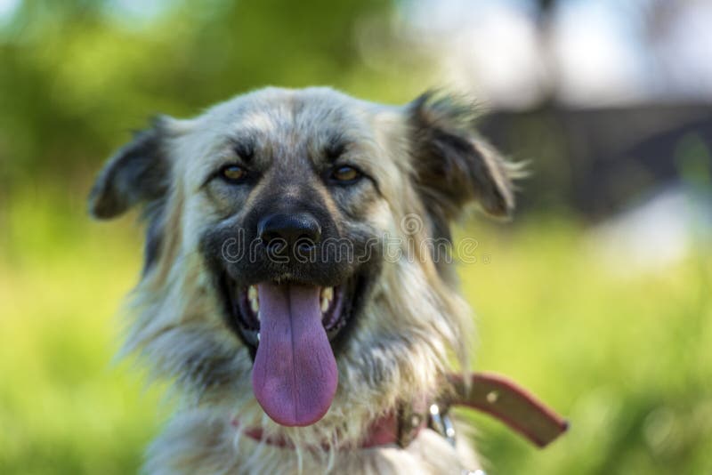 Adorable perro mestizo de color beige esponjoso en verano con un fondo de hierba verde