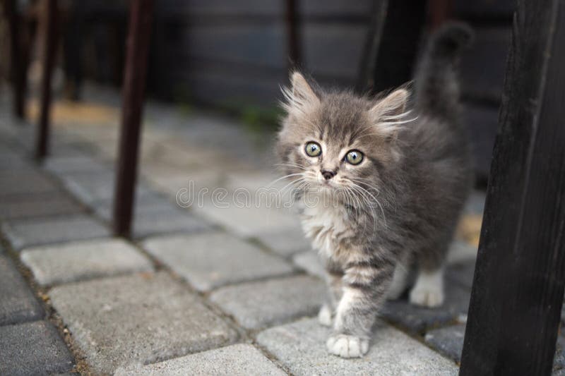 Mignonne Chatte Moelleuse Profitant Du Flux D'air D'un Ventilateur  électrique Portatif Sur Le Rebord De La Fenêtre Par Une Chaude Image stock  - Image du refroidissement, chauffer: 232378591