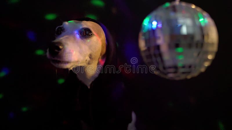Adorable petit chien dans le frappeur noir de la Mafia de gangster de capot ayant des fêtes à la partie sombre de discothèque dis banque de vidéos