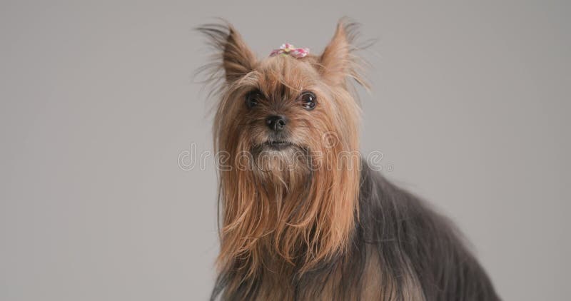 Adorable petit yorkshire terrier chien en studio clips vidéos