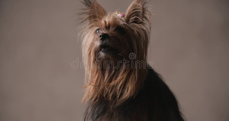 Adorable petit yorkshire terrier chien en studio banque de vidéos