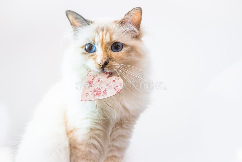 4,100+ Cats Face In Heart Shape Stock Photos, Pictures & Royalty-Free  Images - iStock