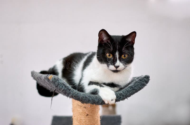 Adorable Piebald Cat Posing On The Cat Tree Stock Photo Image Of