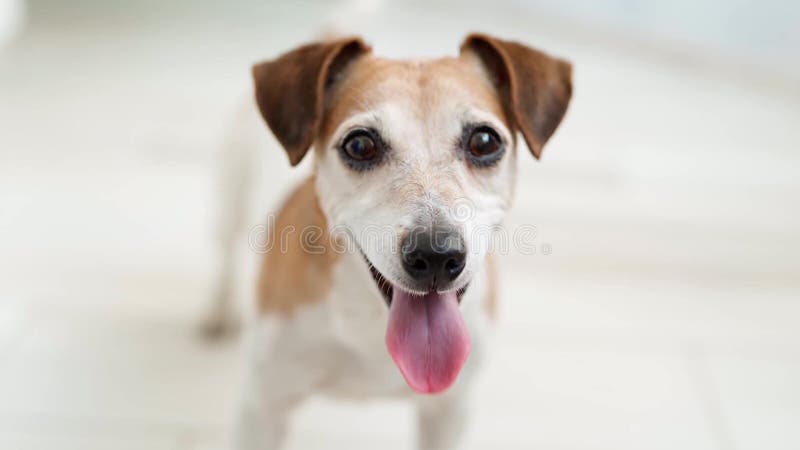 Adorable pies jack russell terrier patrząc do kamery