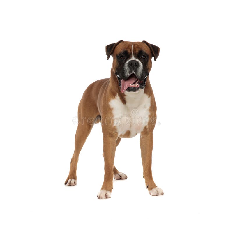 Adorable puppy standing on his feet, looking at the camera royalty free stock photography Adorable puppy standing on his feet, looking at the camera royalty free stock photography