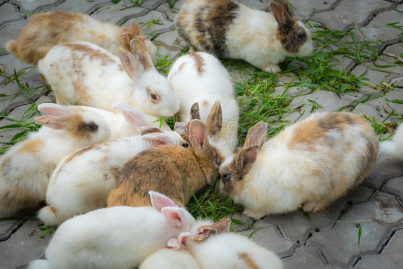 Adorable rabbits are eating grasses on ground. stock image Adorable rabbits are eating grasses on ground. stock image