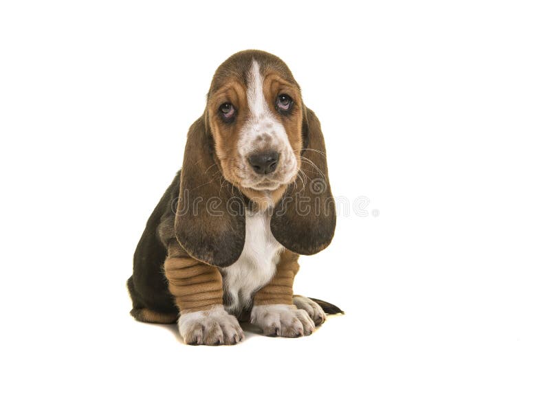 Adorable sad looking tricolor basset hound puppy sitting looking