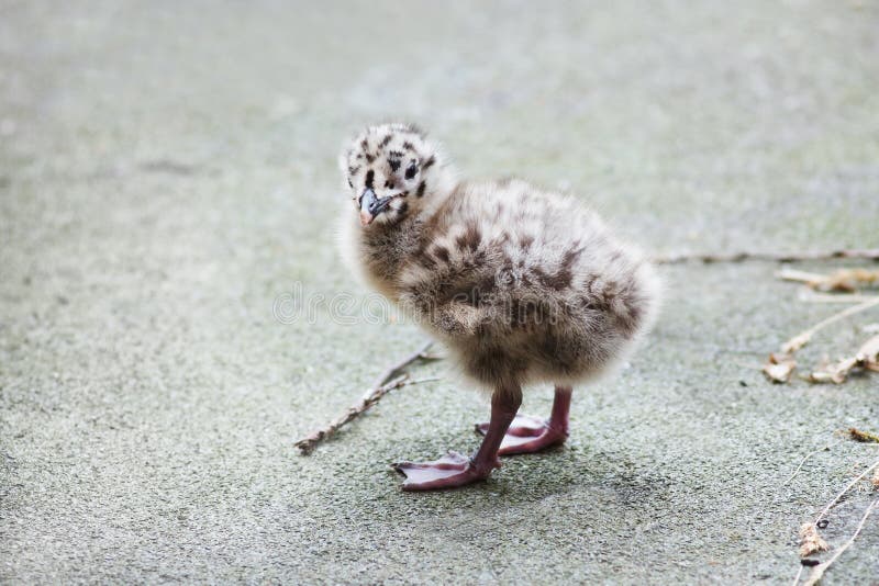 Adorable seagull baby walking