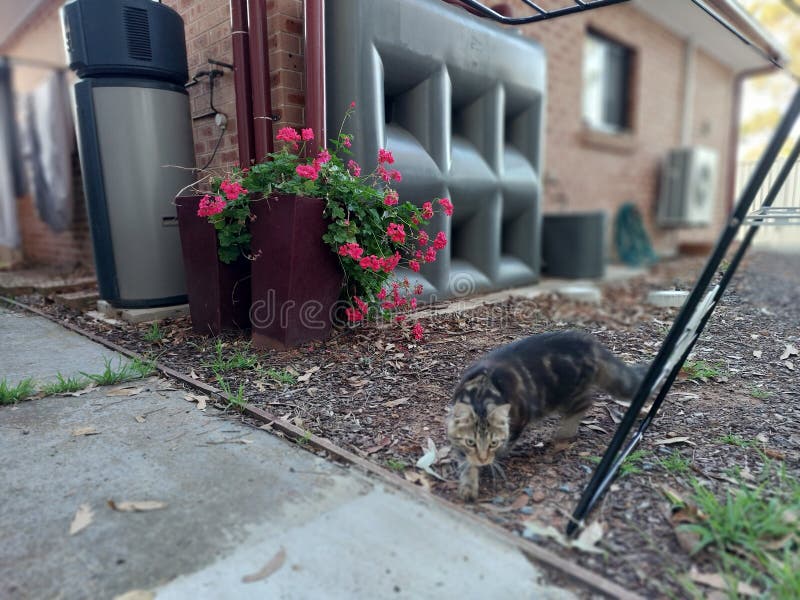 Adorable Siberian Cat Sneaking Stock Photo Image of yard, animal