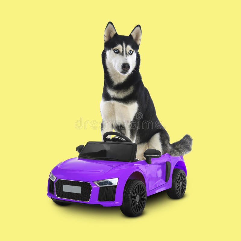 Dog Toy Car Royalty-Free Images, Stock Photos & Pictures