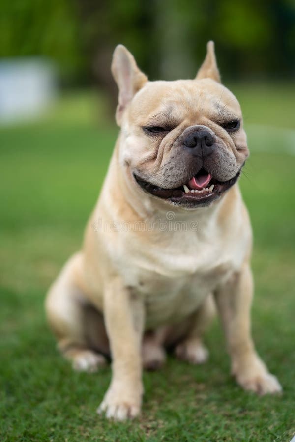 Adorable Sleepy French Bulldog in a Park Stock Image - Image of face ...