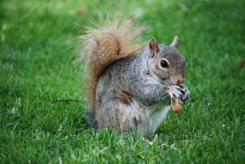 Adorable Squirrel Eating a Peanut Stock Photo Image of squirrel