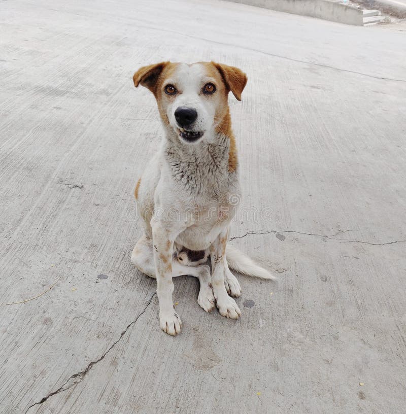 An Adorable Street Dog with Funny Expression