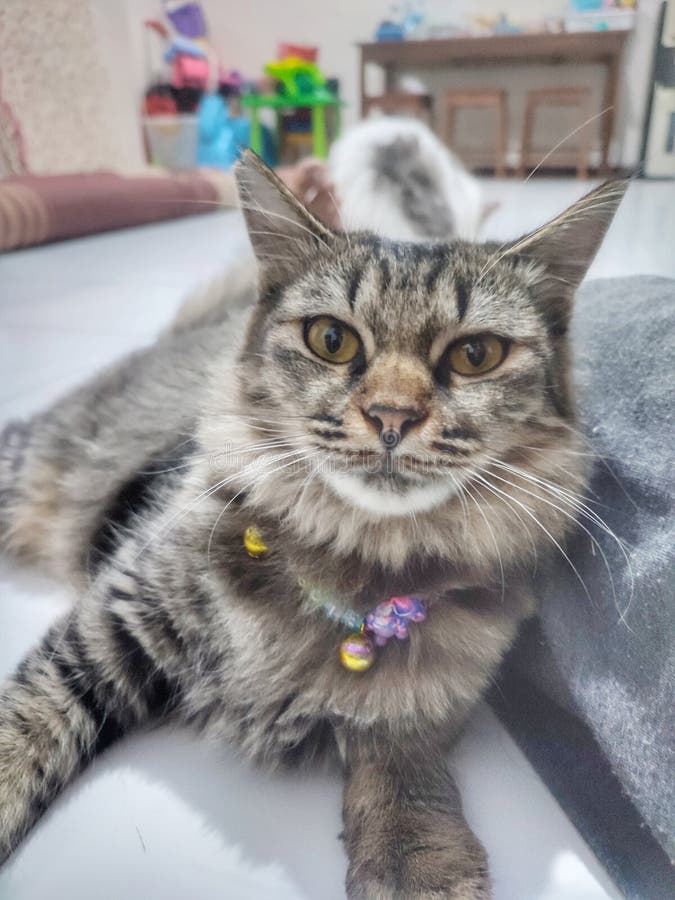 Adorable tabby cat stock photo. Image of tabby, whiskers 262294622