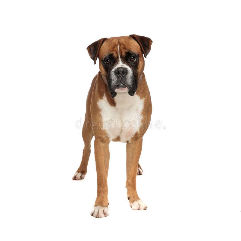Adorable tired little boxer standing and looking at the camera stock images Adorable tired little boxer standing and looking at the camera stock images