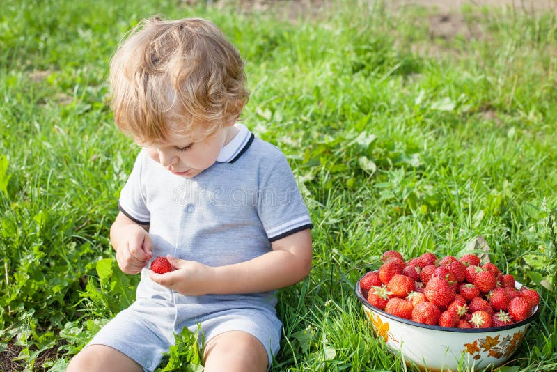 Adorable toddler with bowl strawberries on organic farm