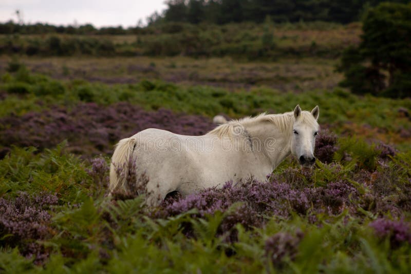 Adorable White Horse in a Field with Tall Plants Stock Image Image of