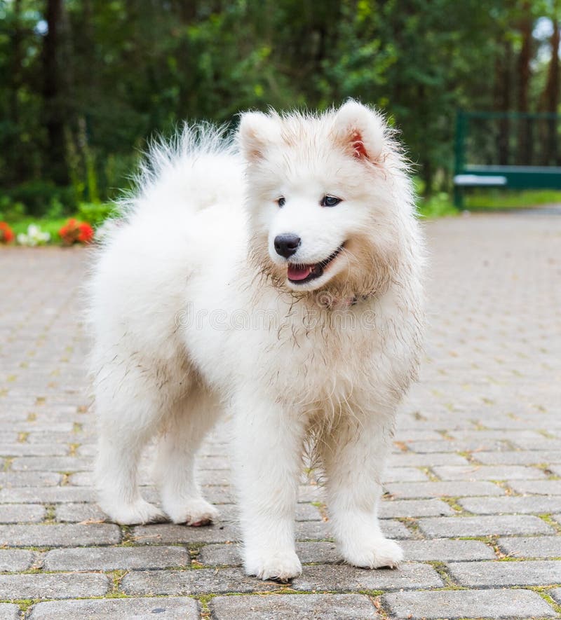 Adorable White Samoyed Puppy Dog is Walking in the Yard Stock Photo ...