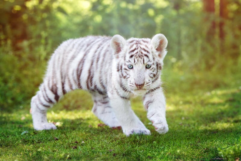 adorable white tiger cub outdoors