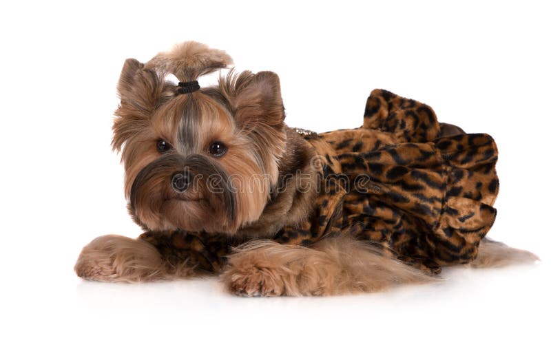 Adorable Yorkshire Terrier Dog in Clothes Stock Image Image of