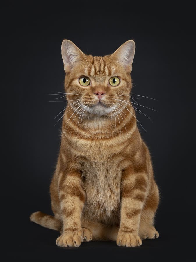 Adorable young adult red tabby American Shorthair cat, Isolated on a black background.